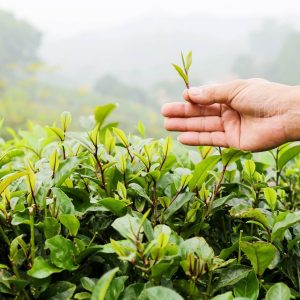 Nguyên liệu sản xuất phân bón